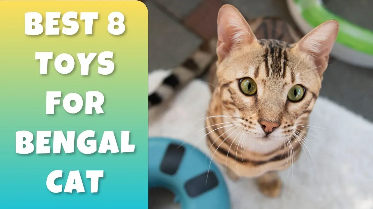 Top Picks: The Best Interactive Toys for Bengal Cats