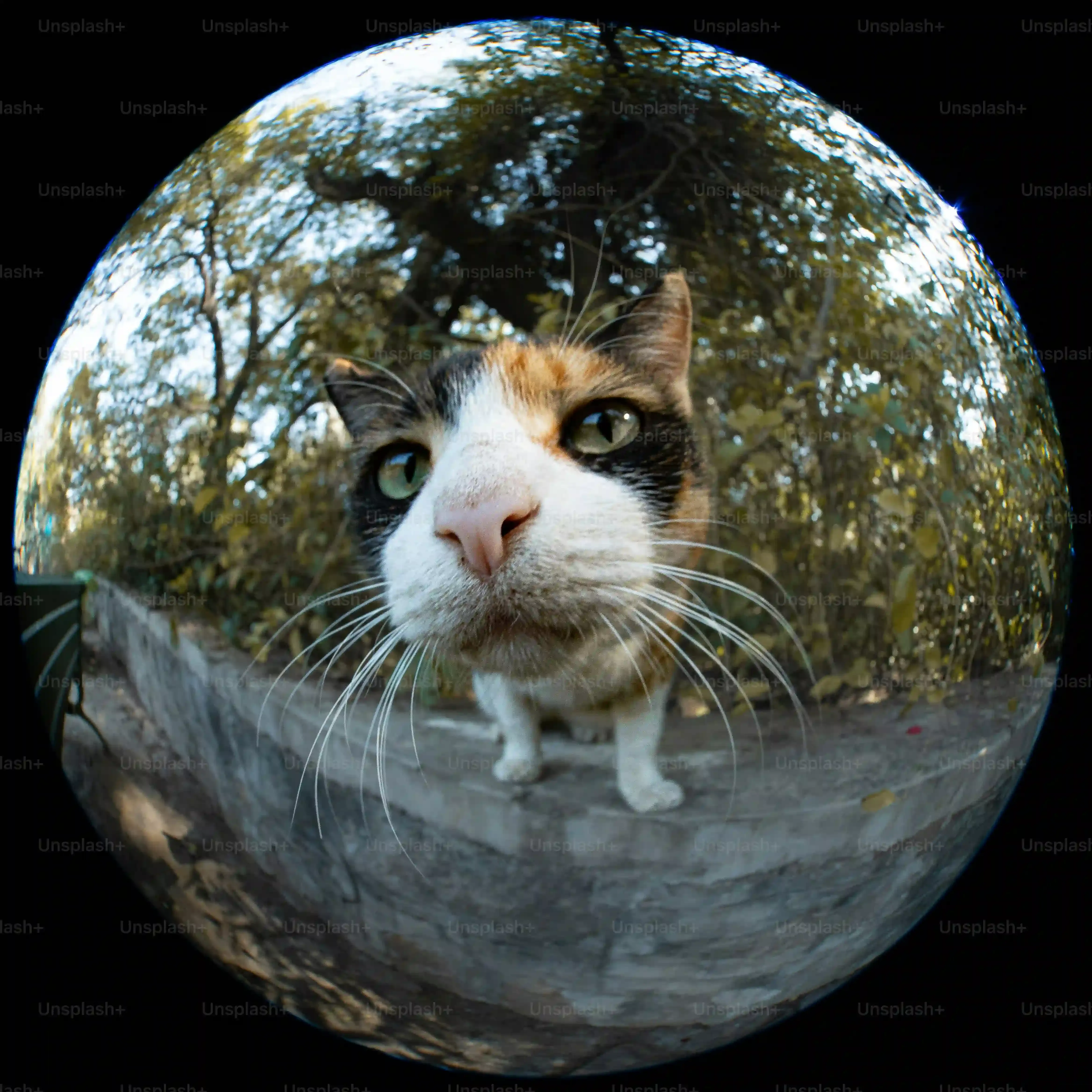 Unpacking the Catit Senses 0 Digger Interactive Cat Toy
