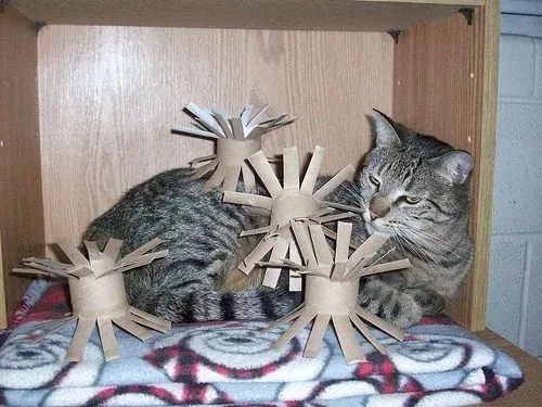 What Makes Safe Homemade Cat Toys for Shelters?