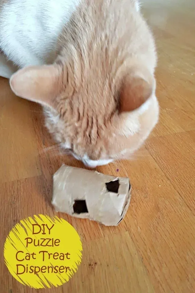 Why Your Cat Needs a Homemade Cat Treat Toy