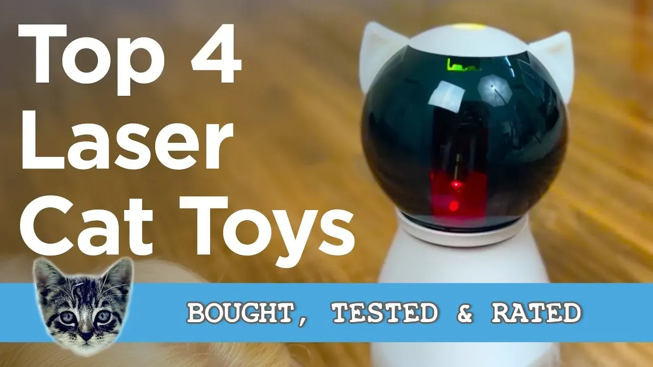 Why Your Cat Needs a Laser Toy (and the Chase)