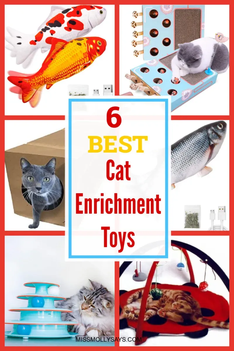 Why Your Cat Needs Enrichment (Beyond Just Food and Scritches)