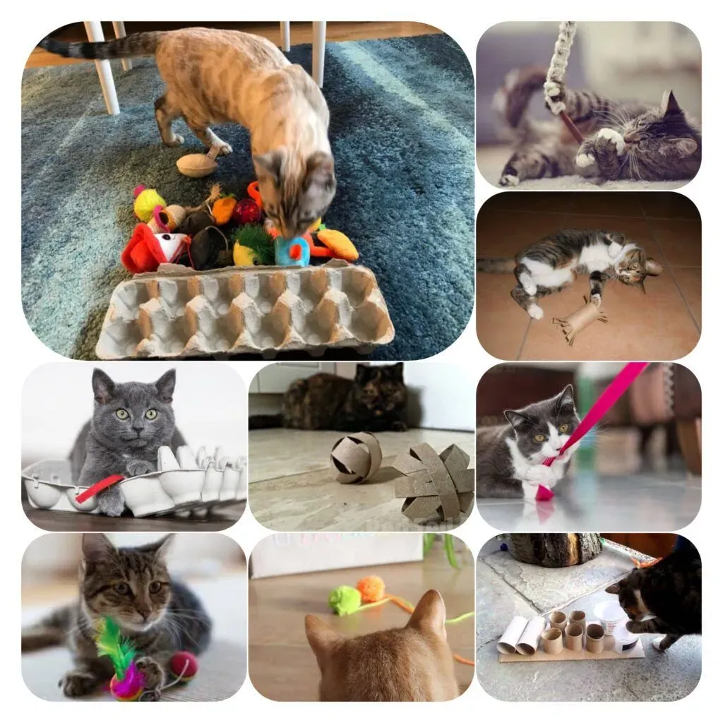 Why Your Cat Needs Play (And Why DIY Cat Stimulation Toys Help)