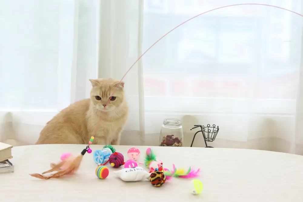 Why Your Cat Needs Play: More Than Just Fun