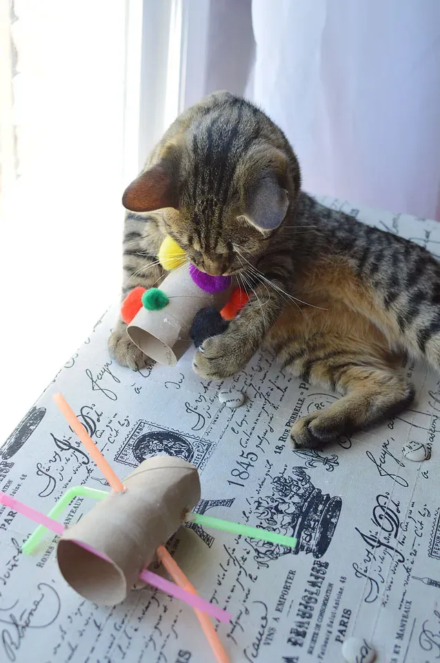 Why Your Cat Needs Playtime (And Why DIY Rocks)