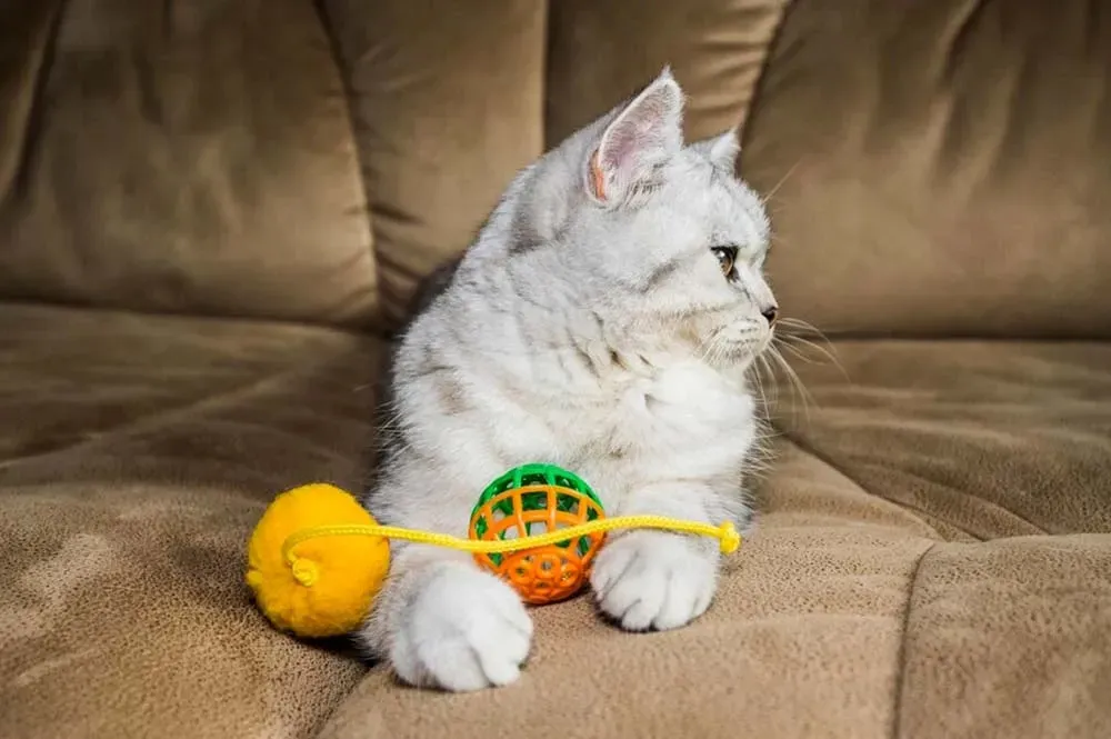 Why Your Cat Needs Playtime When You're Out