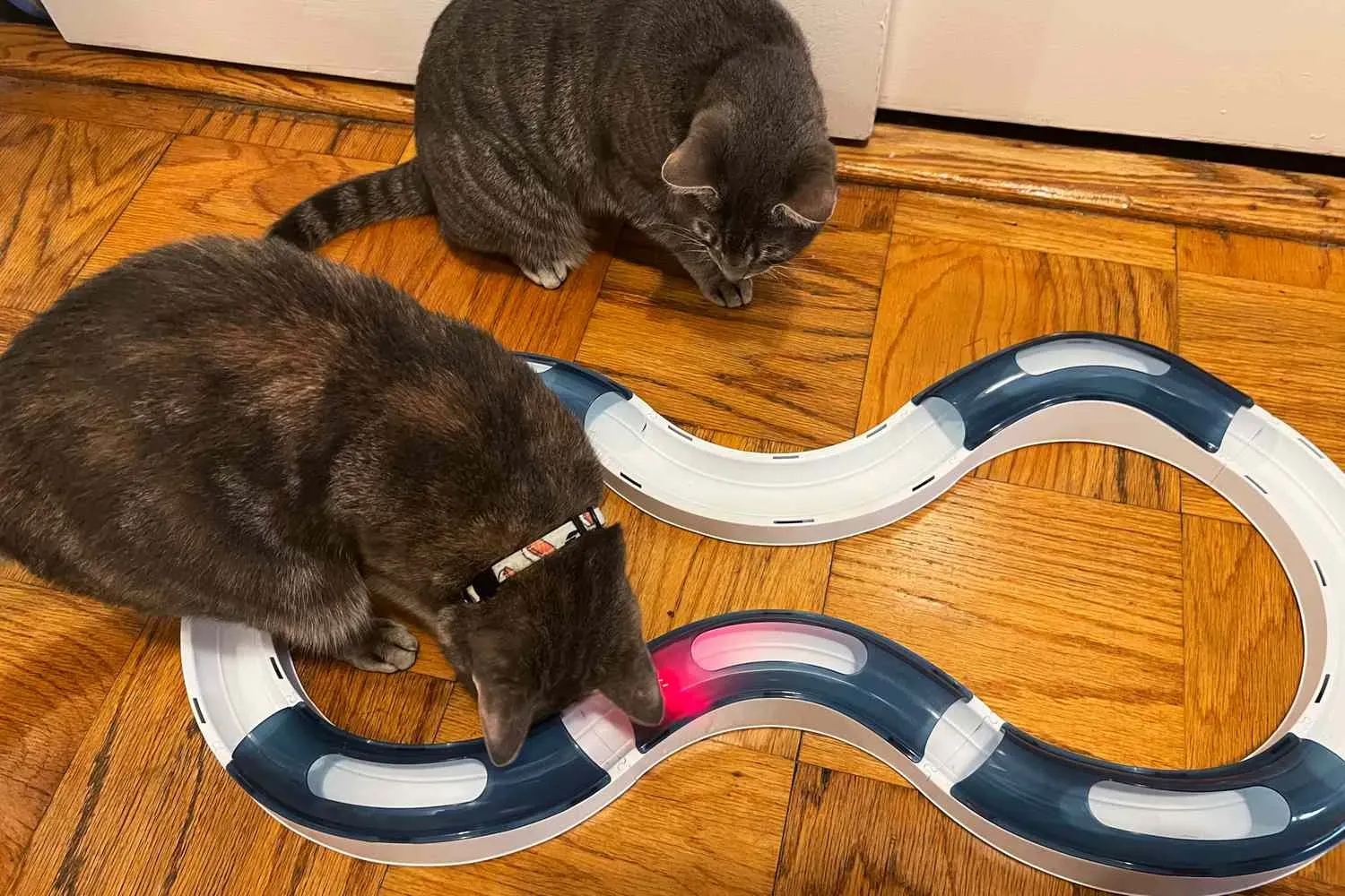 Why Your Cat Needs the Best Cat Toys Ever