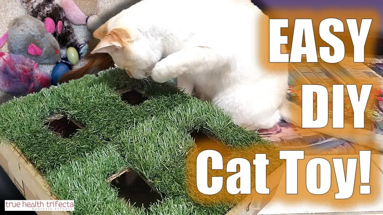 Why Your Cat Needs to