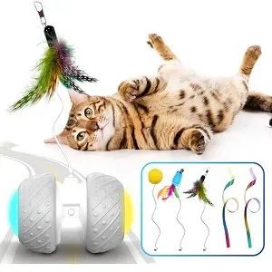 Why Your Indoor Cat Needs Exercise (Especially in Small Spaces)