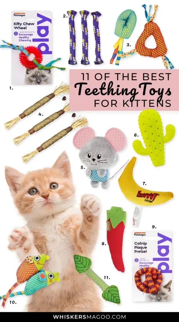 Why Your Kitten is Chewing (Hint: Teething!)